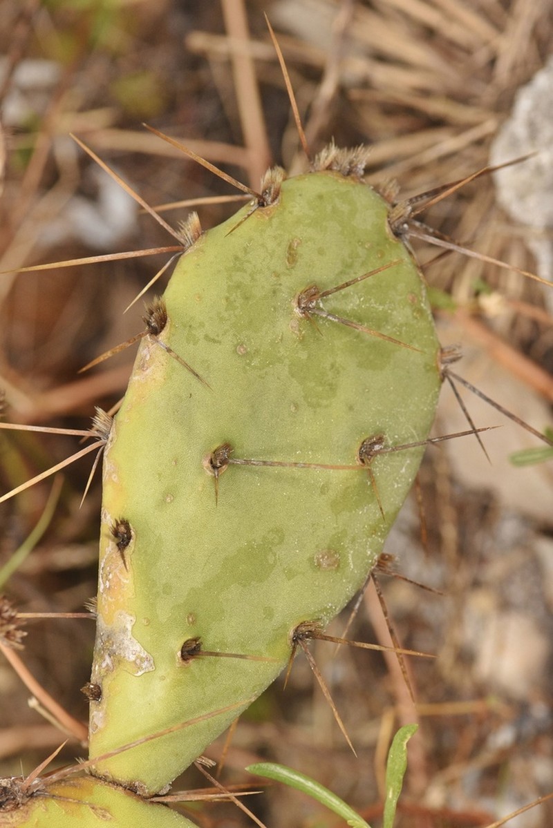 Opuntia ochrocentra photo 2
