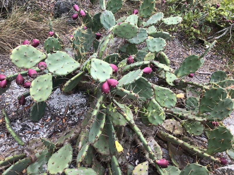 Opuntia ochrocentra photo 3