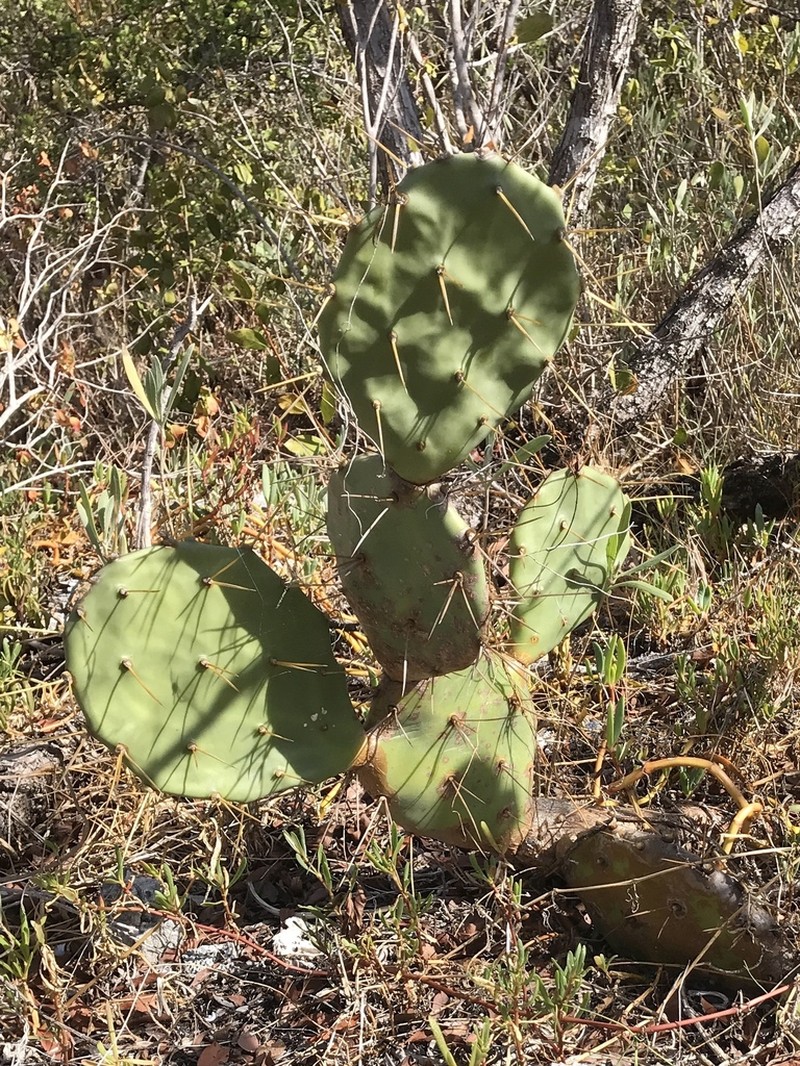 Opuntia ochrocentra photo 4