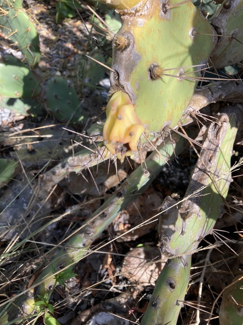 Opuntia ochrocentra photo 5