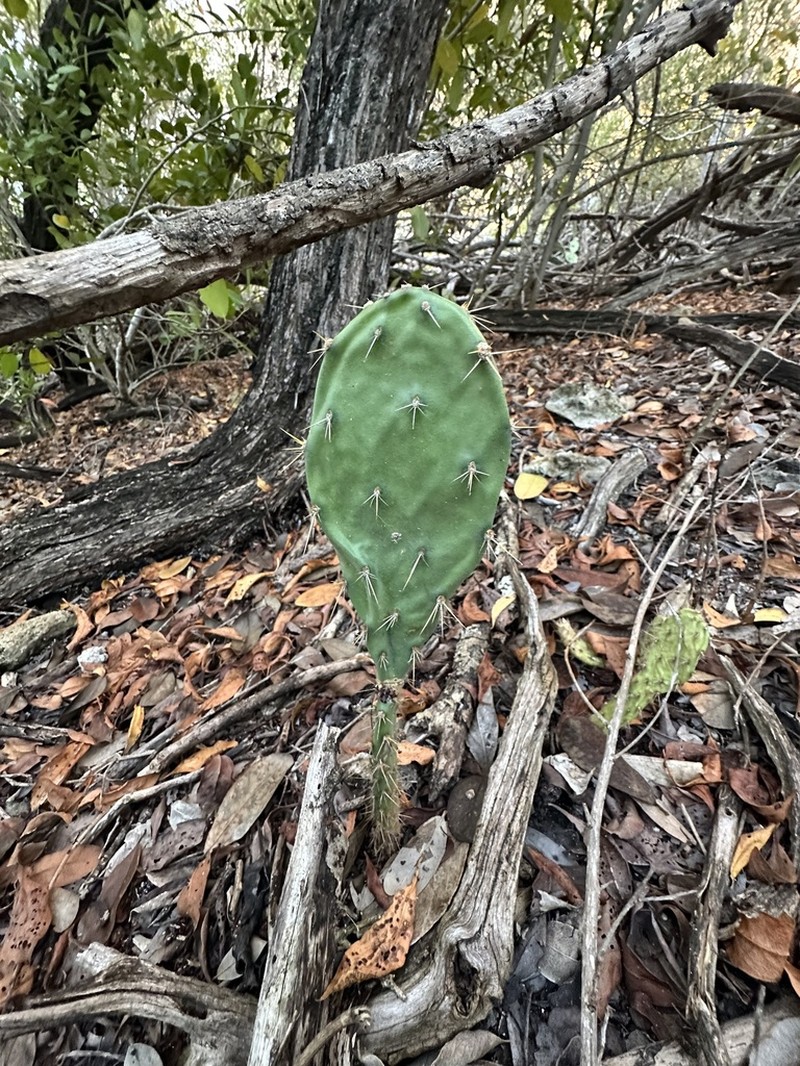 Opuntia ochrocentra photo 6