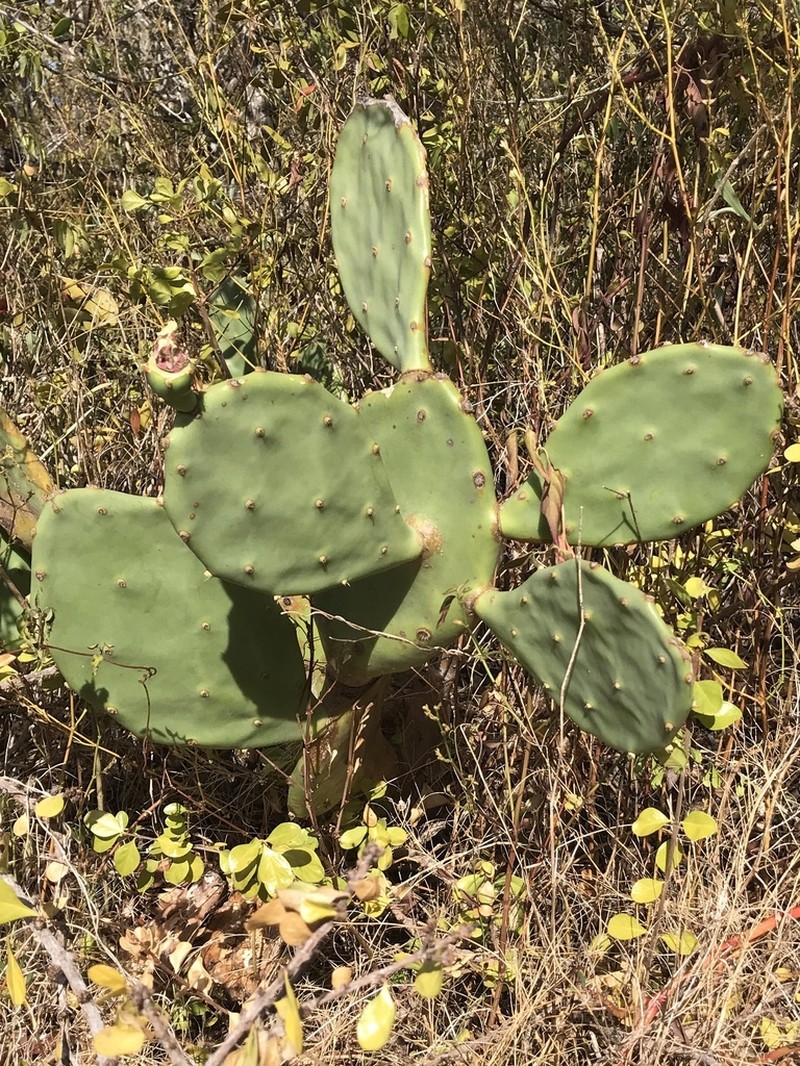 Opuntia ochrocentra photo 7