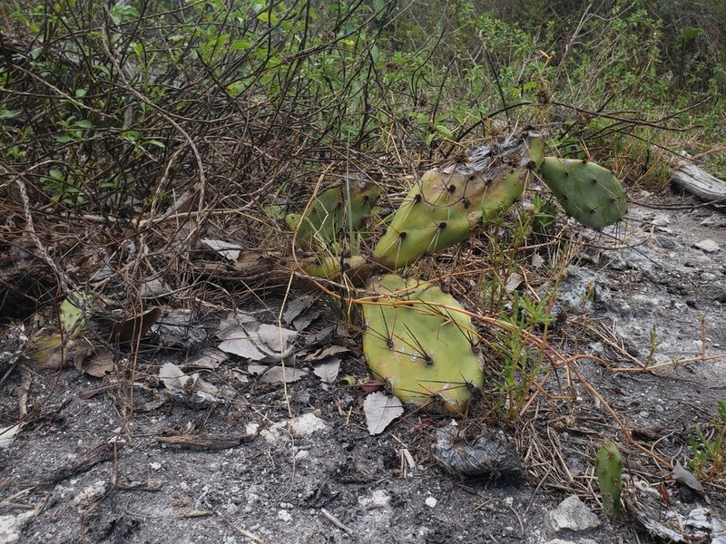 Opuntia ochrocentra photo 8