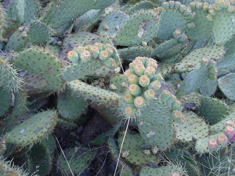 Opuntia orbiculata photo 2
