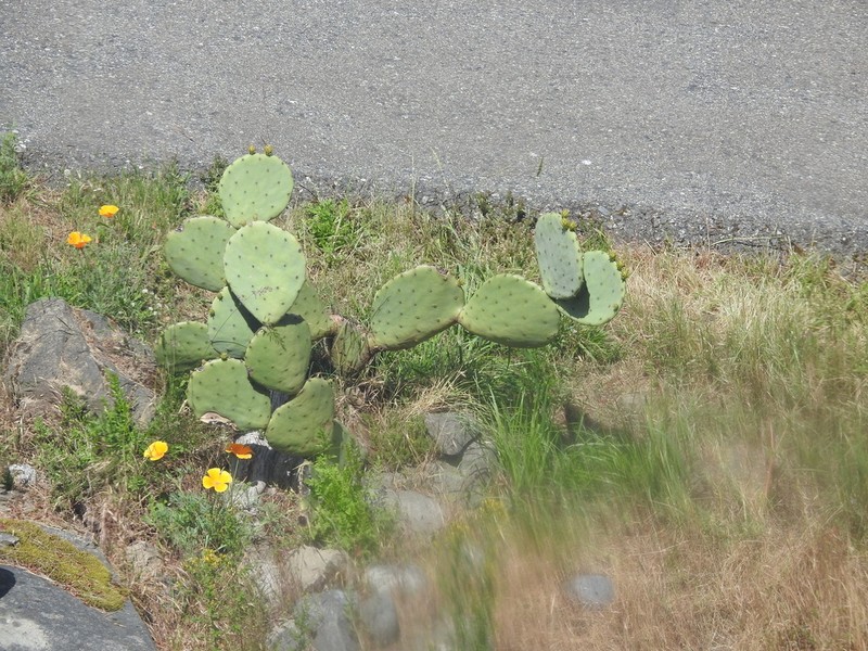 Opuntia orbiculata photo 3