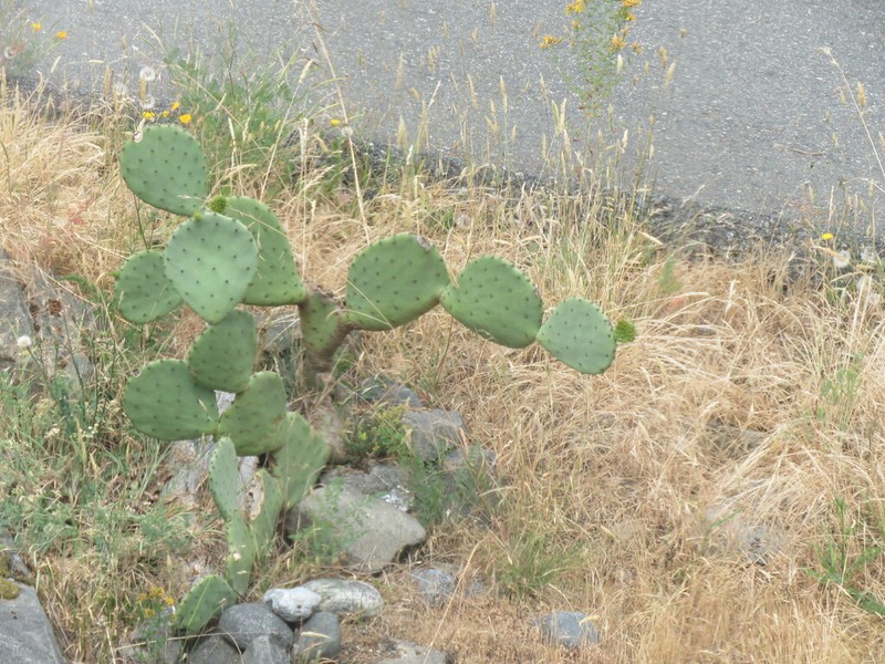 Opuntia orbiculata photo 4