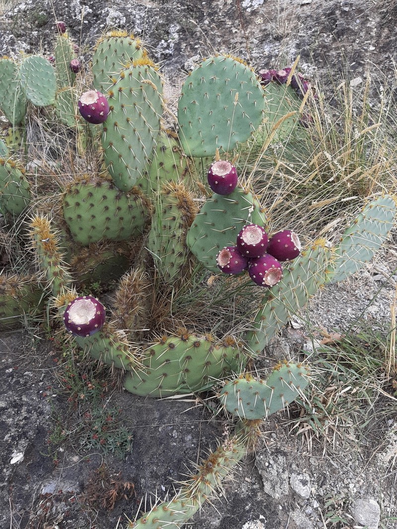 Opuntia orbiculata photo 6