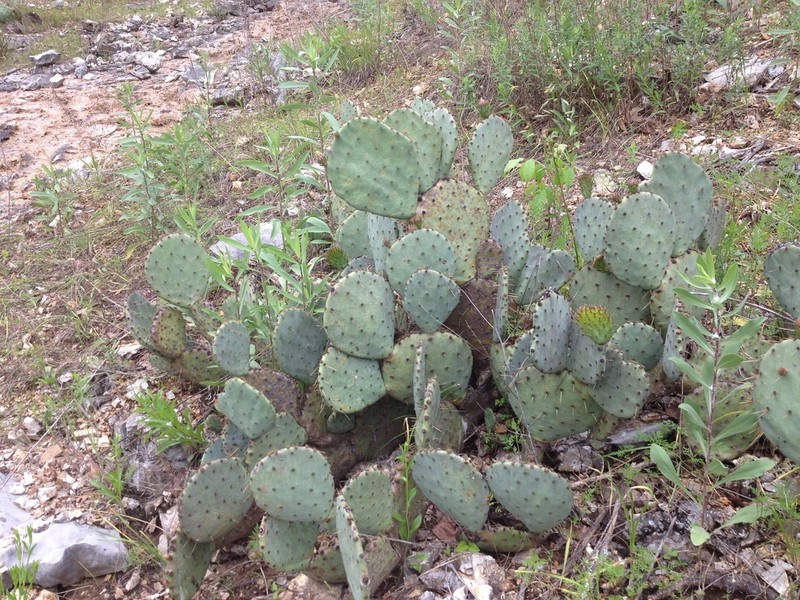 Opuntia orbiculata photo 7