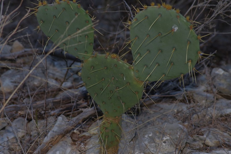Opuntia orbiculata photo 8