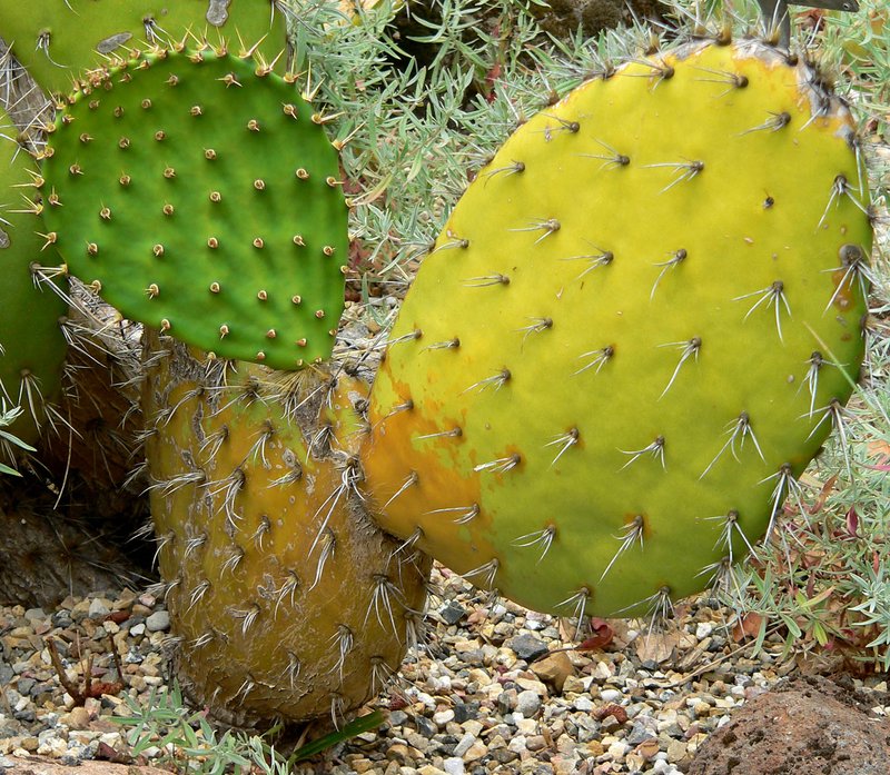 Chaparral Pricklypear