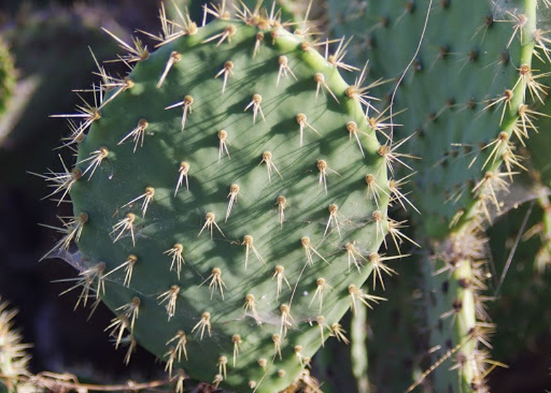 Chaparral Pricklypear photo 2