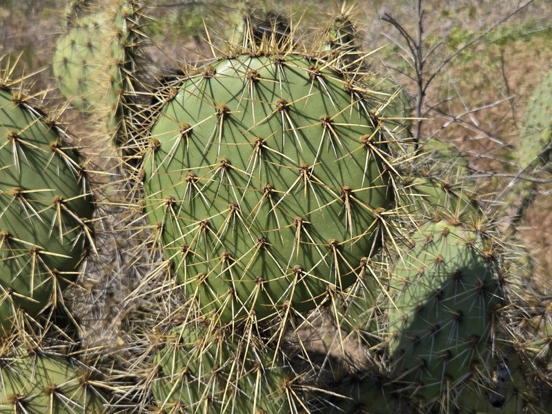 Chaparral Pricklypear photo 3