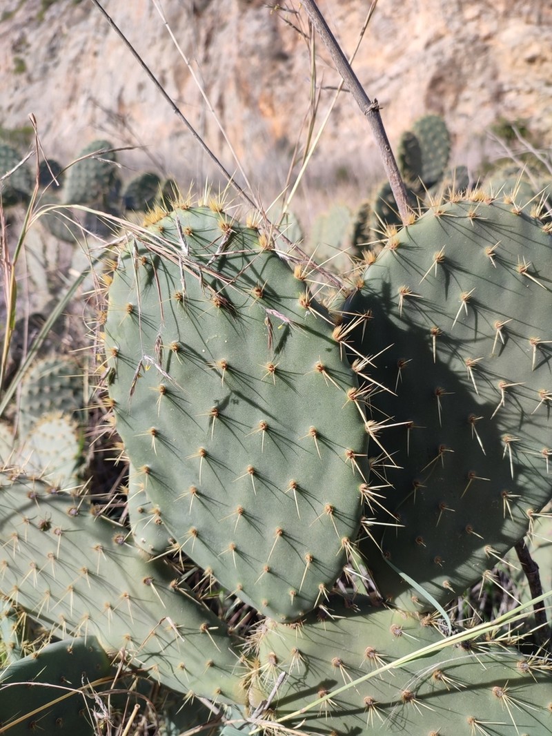 Chaparral Pricklypear photo 4