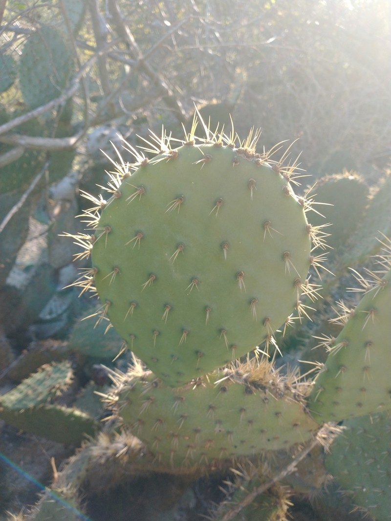 Chaparral Pricklypear photo 5