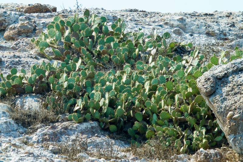 Chaparral Pricklypear photo 6
