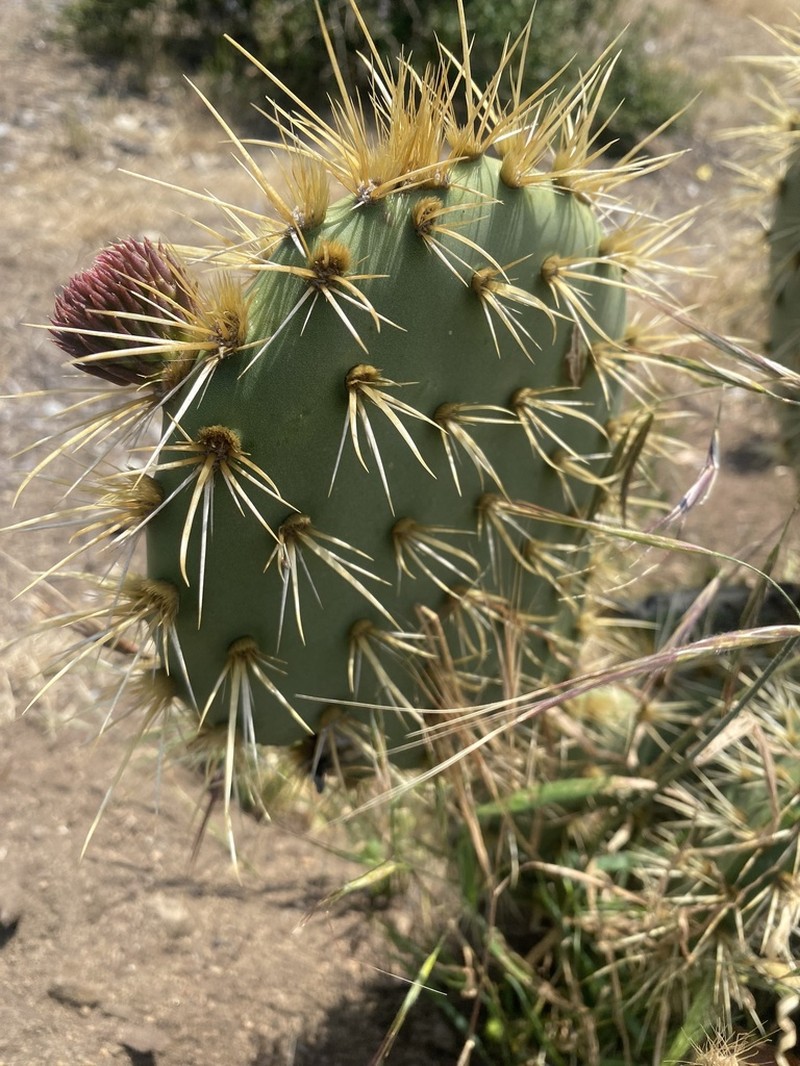 Chaparral Pricklypear photo 7