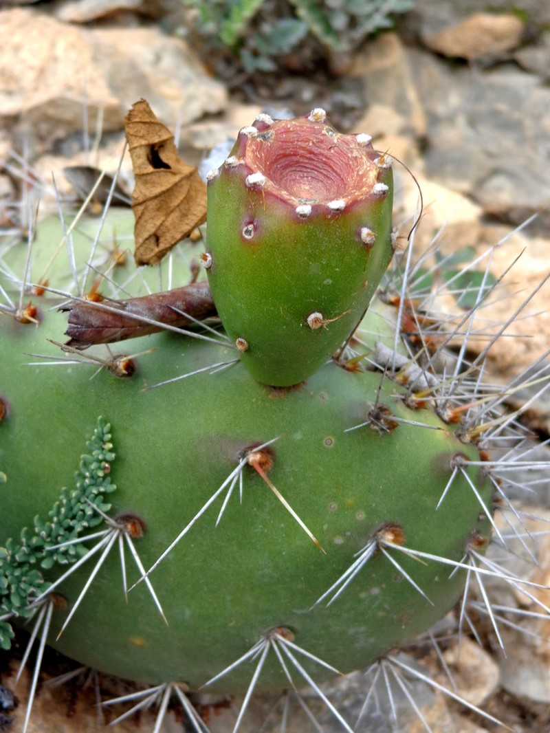 Opuntia pachyrrhiza
