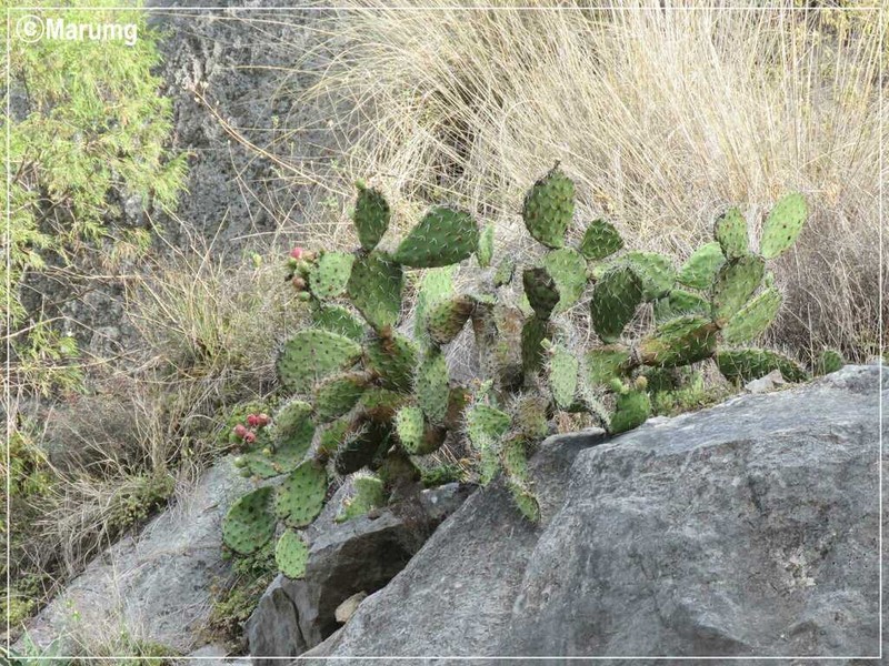 Opuntia pachyrrhiza photo 2