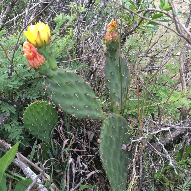 Opuntia pachyrrhiza photo 3
