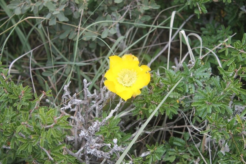 Opuntia pachyrrhiza photo 4