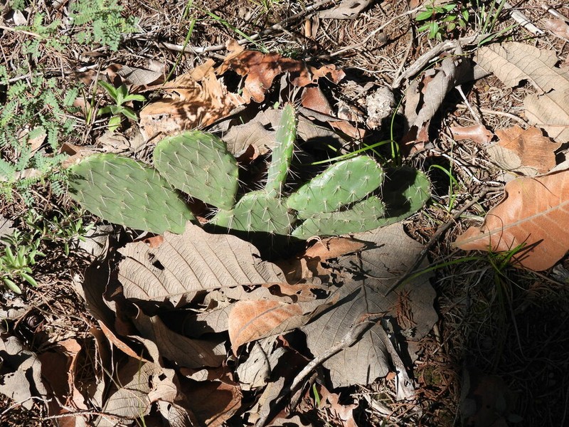 Opuntia pachyrrhiza photo 5