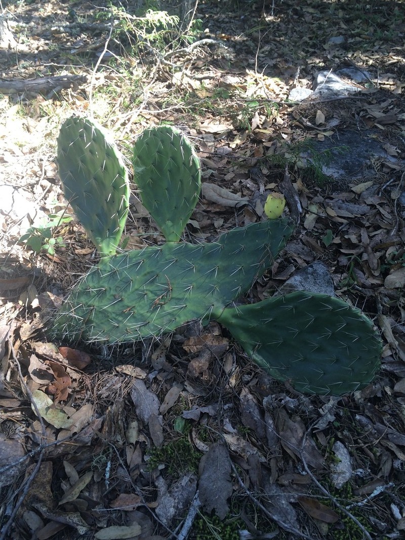 Opuntia pachyrrhiza photo 6