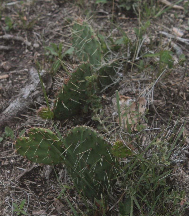 Opuntia pachyrrhiza photo 7