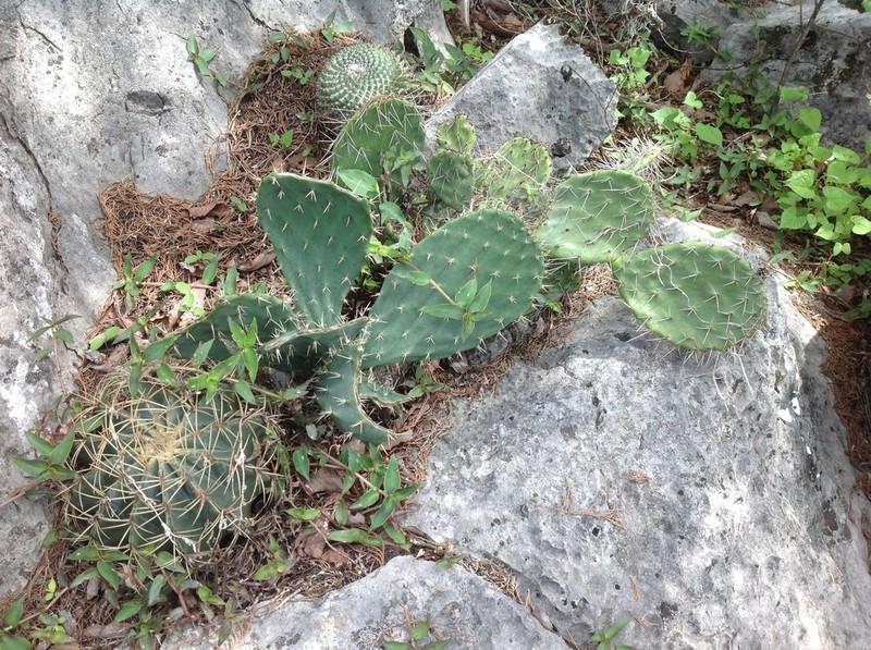Opuntia pachyrrhiza photo 8