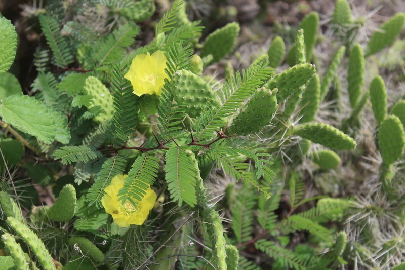 Opuntia parviclada photo 2