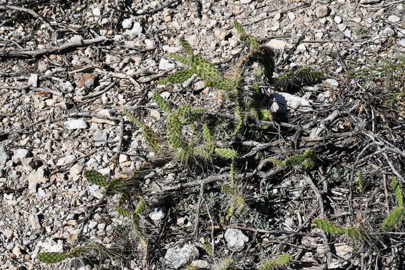 Opuntia parviclada photo 3