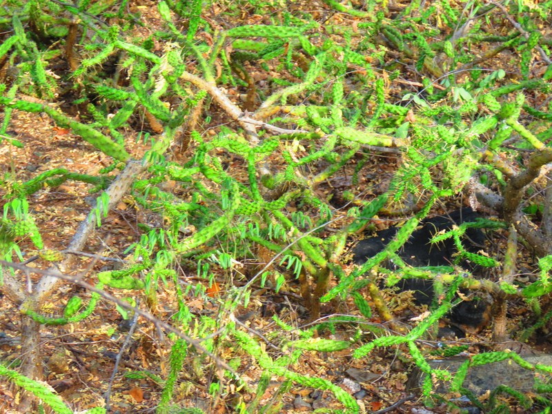 Opuntia parviclada photo 4