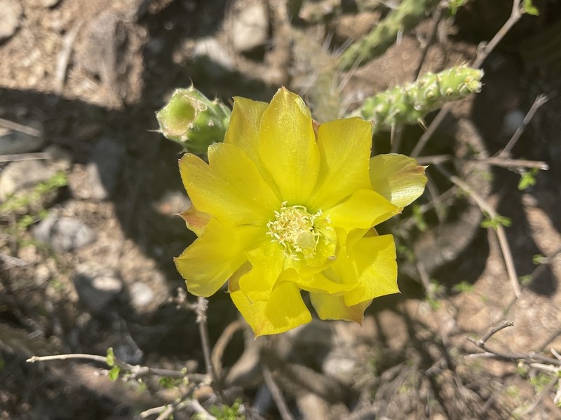 Opuntia parviclada photo 5