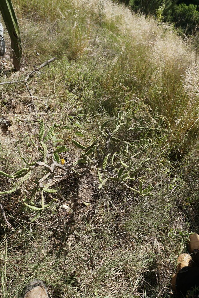Opuntia parviclada photo 6