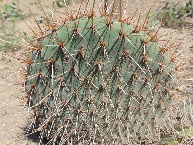Opuntia perotensis photo 2