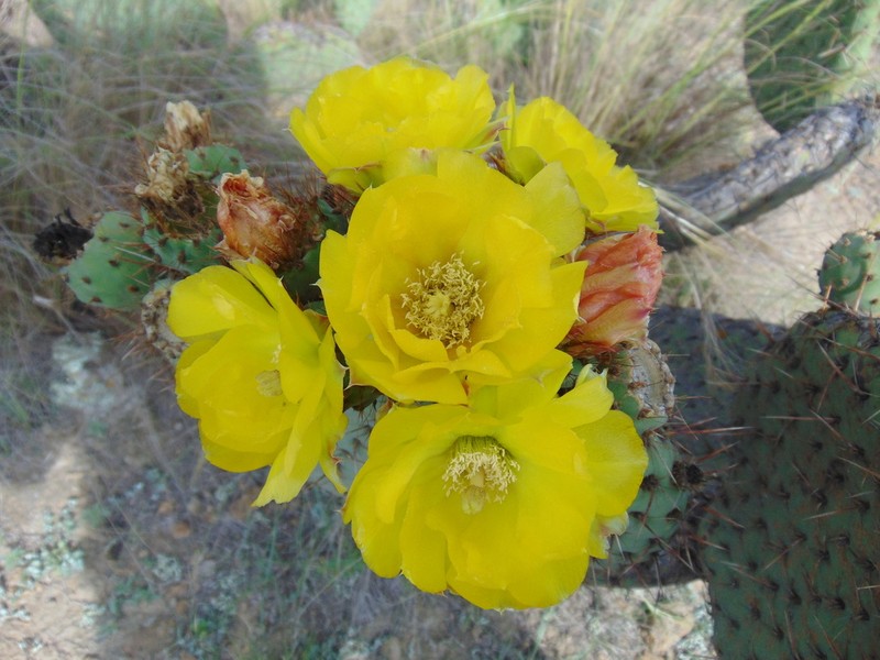Opuntia perotensis photo 3