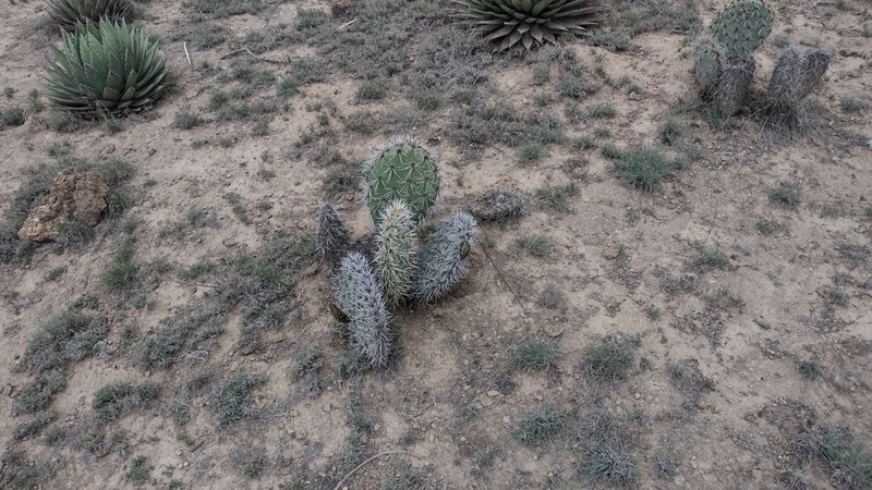 Opuntia perotensis photo 4