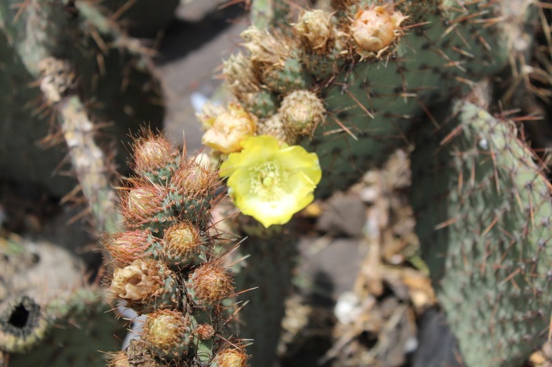 Opuntia perotensis photo 5