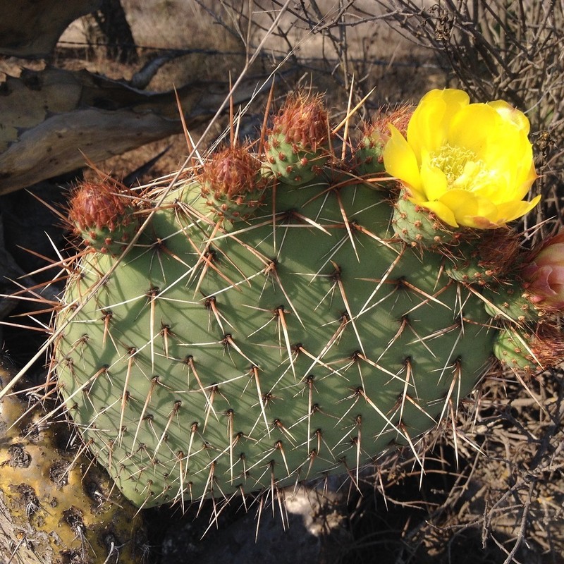 Opuntia perotensis photo 6
