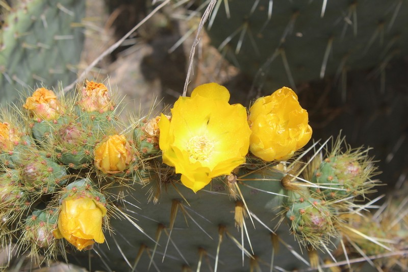 Opuntia perotensis photo 7