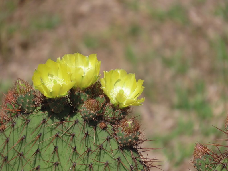 Opuntia perotensis photo 8