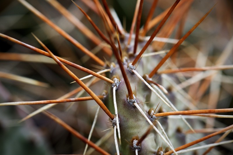 Tulip Pricklypear photo 5