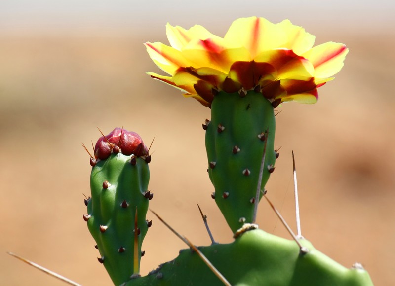 Tulip Pricklypear photo 2