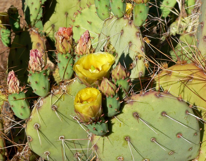 Tulip Pricklypear photo 3