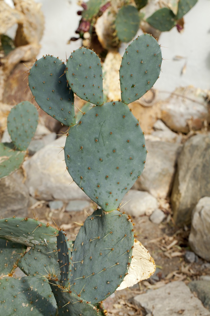 Tulip Pricklypear photo 4