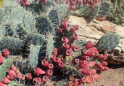 Tulip Pricklypear