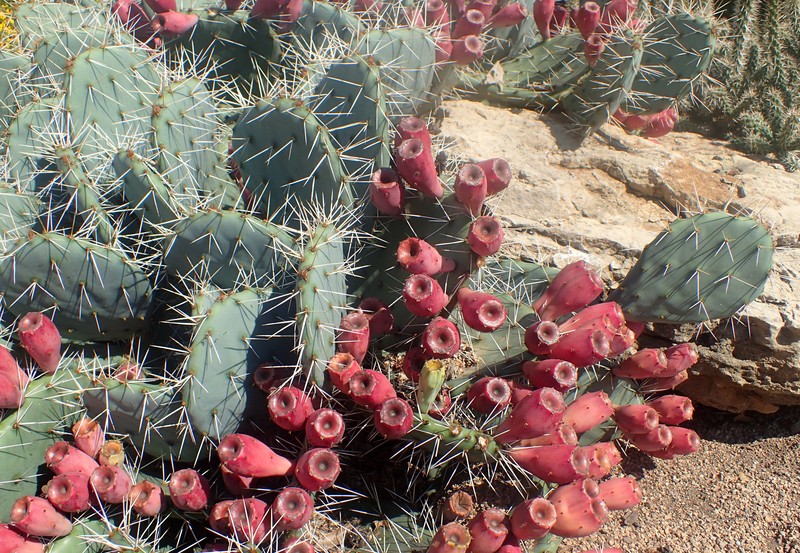 Chihuahua Pricklypear