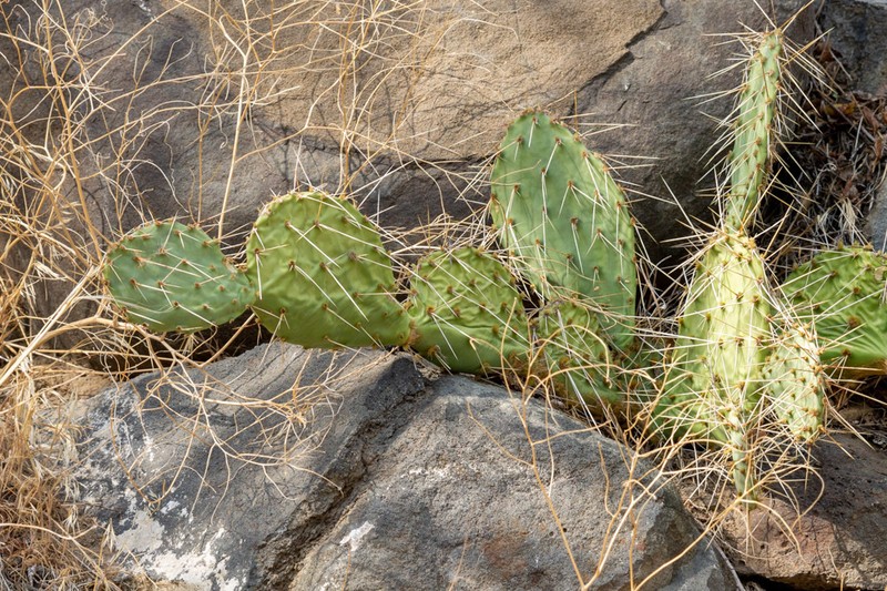 Chihuahua Pricklypear photo 4