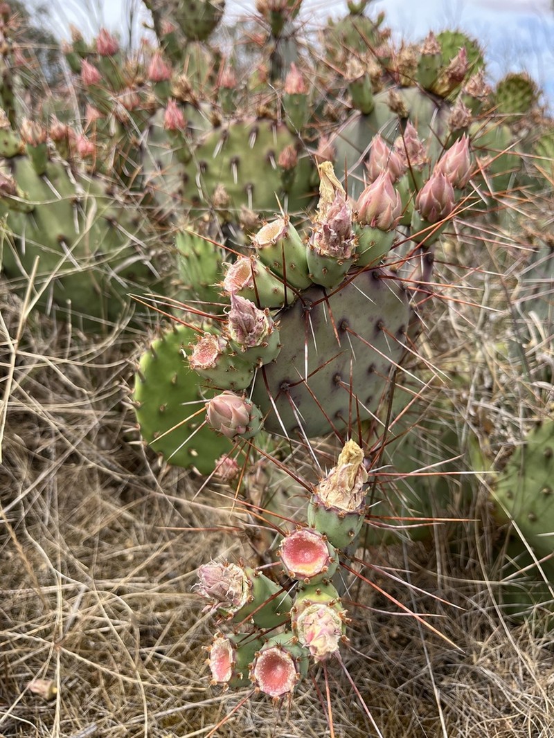 Chihuahua Pricklypear photo 5