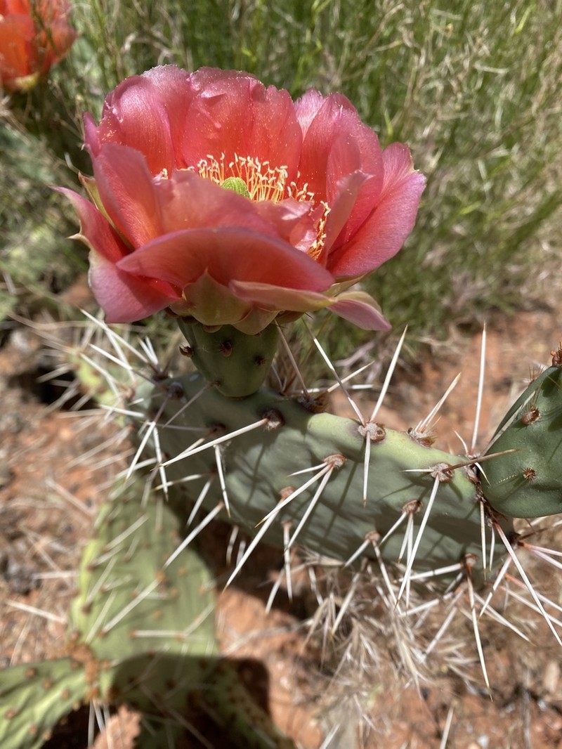 Tulip Pricklypear photo 2