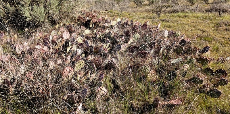 Wooton's Pricklypear photo 3